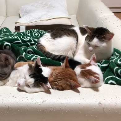 ふれあい まざりたい 猫 迷惑そう 寝姿 添い寝 保護猫