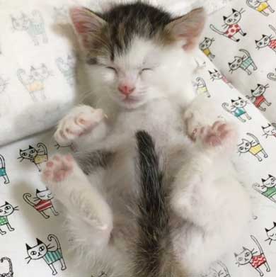 ふれあい まざりたい 猫 迷惑そう 寝姿 添い寝 保護猫