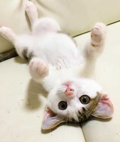 ふれあい まざりたい 猫 迷惑そう 寝姿 添い寝 保護猫