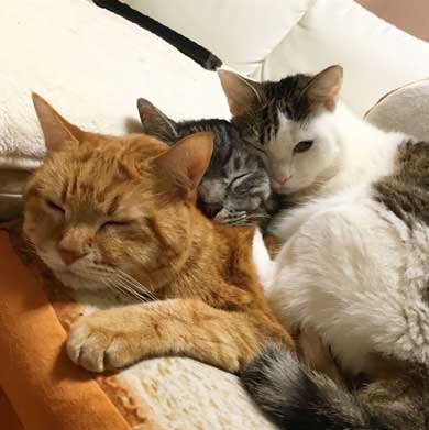 ふれあい まざりたい 猫 迷惑そう 寝姿 添い寝 保護猫