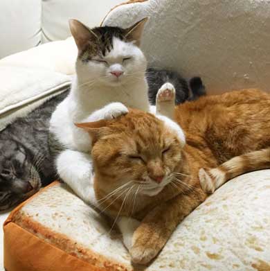 ふれあい まざりたい 猫 迷惑そう 寝姿 添い寝 保護猫