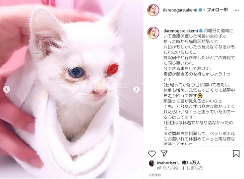 ダレノガレ明美 猫 保護 片目