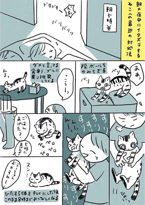 ねこちゃんへの対処法