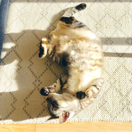 のんびりうーちゃん