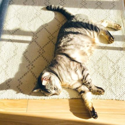 のんびりうーちゃん
