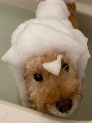 dekatoypoo