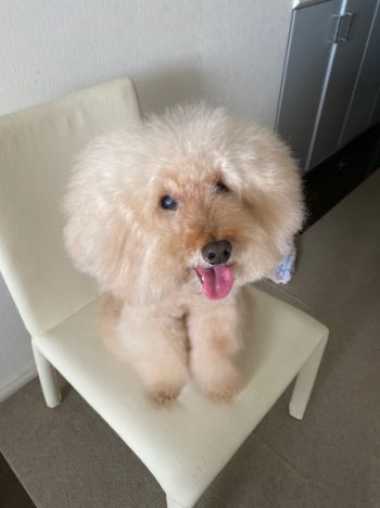 dekatoypoo