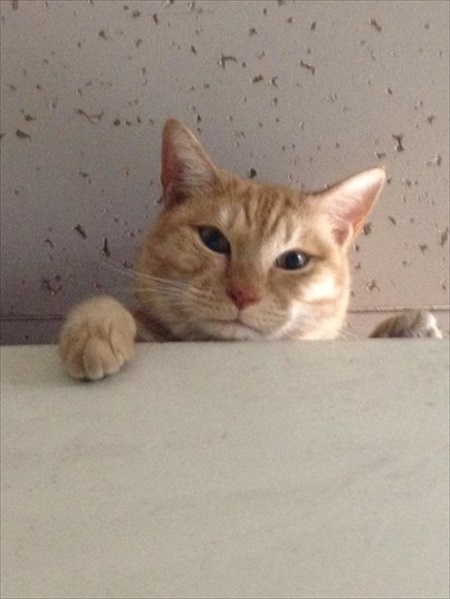 5年越しに見つかった猫ちゃん