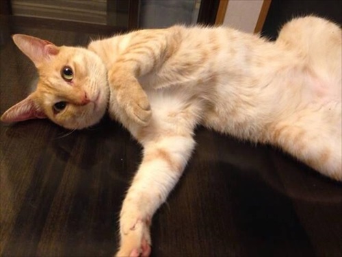 5年越しに見つかった猫ちゃん