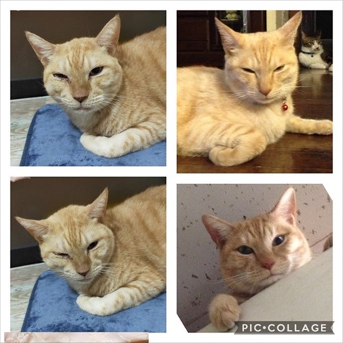 5年越しに見つかった猫ちゃん