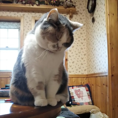 おにぎり劇場 kawaii かわいい ねこ