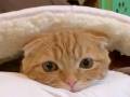 猫「おフトゥンから出られニャイ……」　猫用布団のとりこになった猫たちが心なごむかわいさ