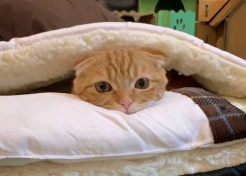 お布団猫