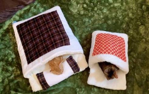 猫 ひな子ちゃん お布団