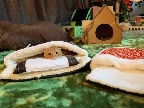 猫 ひな子ちゃん お布団