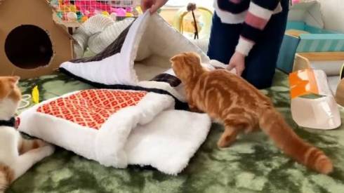 猫 ひな子ちゃん お布団