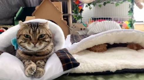 猫 ひな子ちゃん お布団