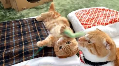 猫 ひな子ちゃん お布団