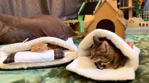 猫 ひな子ちゃん お布団