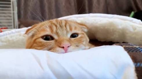 猫 ひな子ちゃん お布団