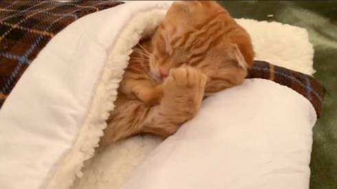 猫 ひな子ちゃん お布団