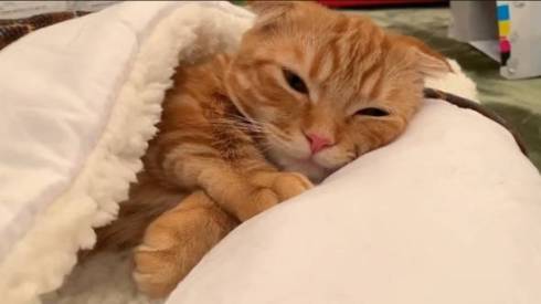 猫 ひな子ちゃん お布団