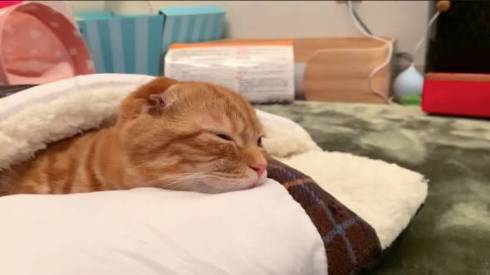 猫 ひな子ちゃん お布団