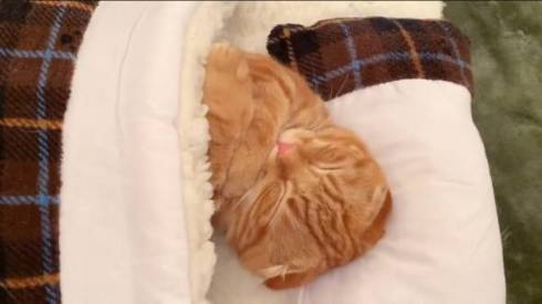 猫 ひな子ちゃん お布団