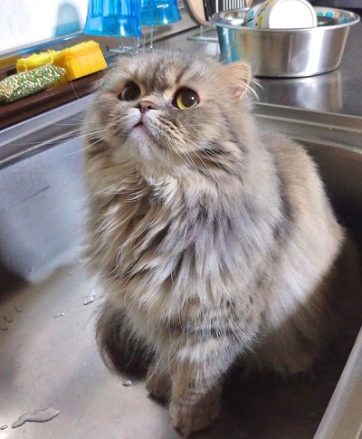 ペット手帳 ベストショット