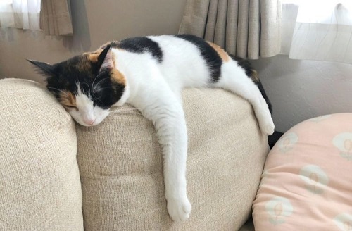 ペット手帳 ベストショット