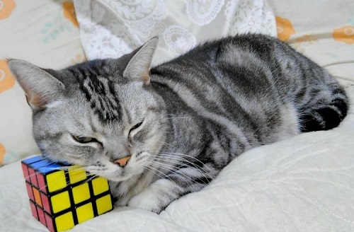 ペット手帳 ベストショット