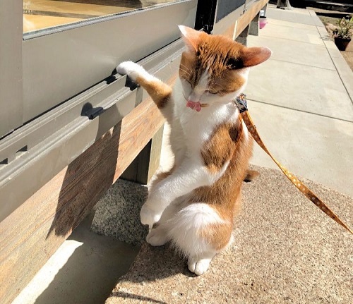 ペット手帳 ベストショット