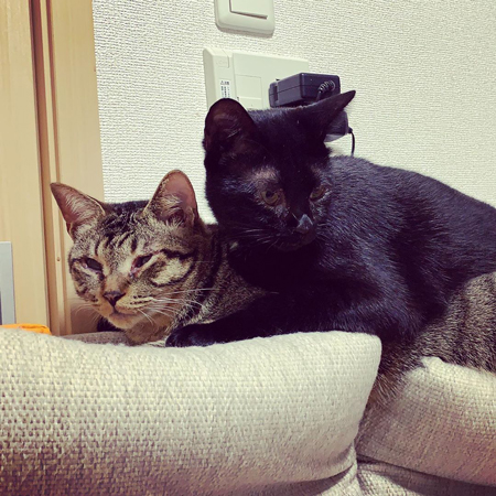 菊次郎君に乗っかる夏ちゃん