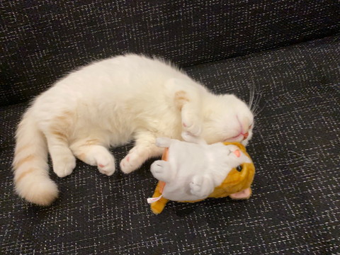 えんちゃんと新入り