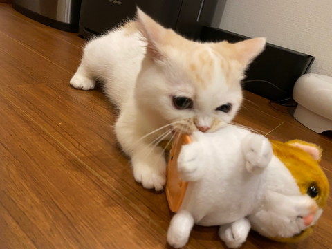 えんちゃんと新入り