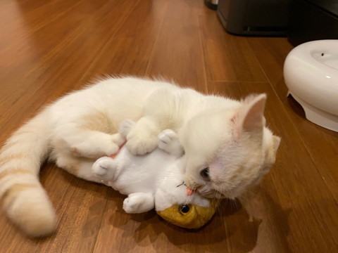 えんちゃんと新入り