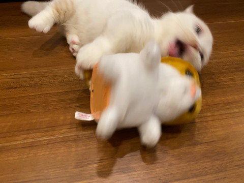 えんちゃんと新入り