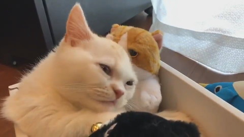 えんちゃんと新入り