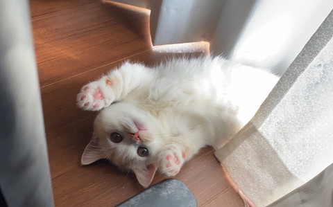 えんちゃんいろいろ