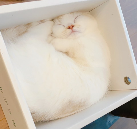 えんちゃんと新入り