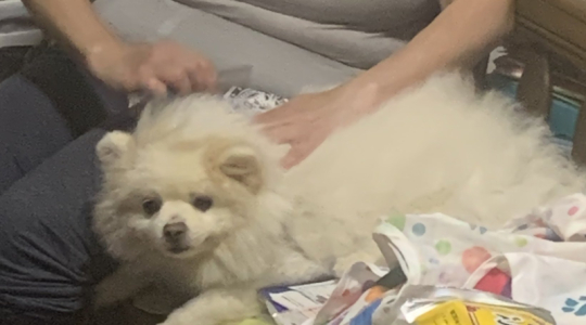 きなまめこさん