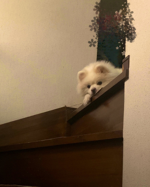 きなまめこさん