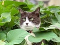 【ベストショット】面白いポーズの猫ちゃんたち 2020年11月号