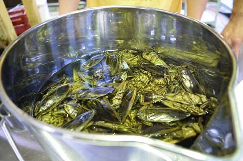 タガメ 使用 クラフトジン First Essence Tagame Gin