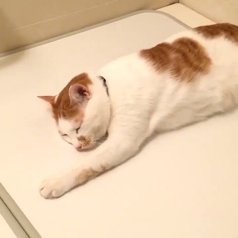 お風呂猫