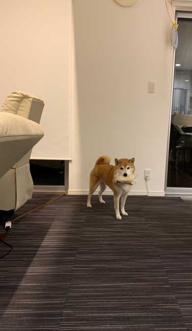 柴犬 おこげ えのき 泥棒 わんこ イタズラ