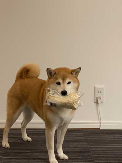 柴犬 おこげ えのき 泥棒 わんこ イタズラ