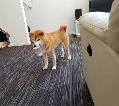 柴犬 おこげ えのき 泥棒 わんこ イタズラ