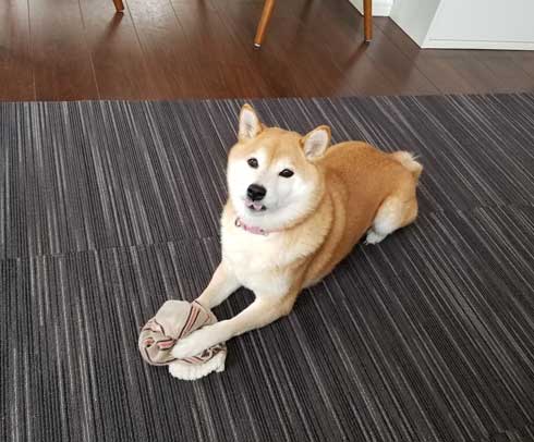 柴犬 おこげ えのき 泥棒 わんこ イタズラ