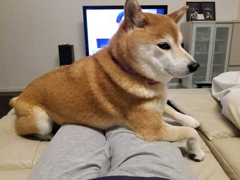 柴犬 おこげ えのき 泥棒 わんこ イタズラ